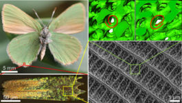 Towards entry "CENEM researchers answer key question on the microstructure of butterfly wings using electron tomography"